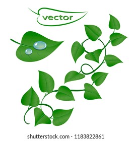 Vector illustration of a branch with bright green realistic 3D with leaves, twining vine florid pattern on isolated on white background for design