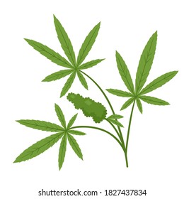 Ilustración vectorial de la rama con el bulto de cannabis y hojas aisladas en blanco. Planta de marihuana al estilo de las caricaturas.