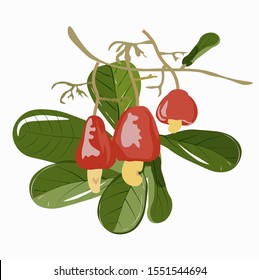 Vector illustration of a branch with cashew nuts. Watercolor green leaves and ripe red fruits. For the preparation and packaging of snacks and beverages, vitamins and eco-nutrition.