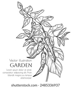 Vector illustration of a branch of chili peppers in engraving style