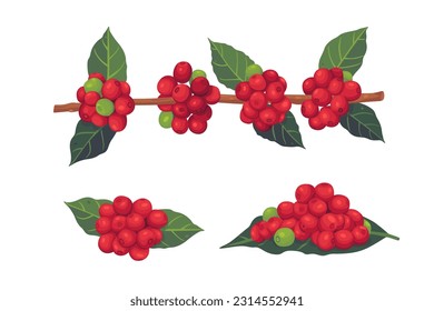 Vector illustration of a branch of a coffee tree with ripe coffee berries in the style of engraving in color. Branch of coffee with leaves and fruits for packaging design, product menu