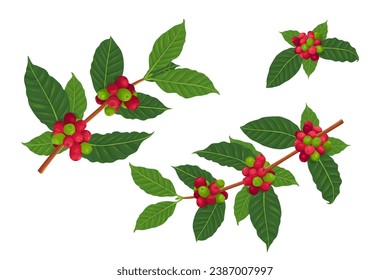 Vector illustration of a branch of a coffee tree with ripe coffee berries in the style of engraving in color. Branch of coffee with leaves and fruits for packaging design, product menu, cafe.Vector