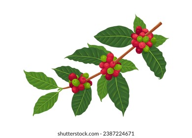 Vector illustration of a branch of a coffee tree with ripe coffee berries in the style of engraving in color. Branch of coffee with leaves and fruits for packaging design, product menu, cafe.Vector