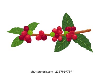 Vector illustration of a branch of a coffee tree with ripe coffee berries in the style of engraving in color. Branch of coffee with leaves and fruits for packaging design, product menu, cafe.Vector