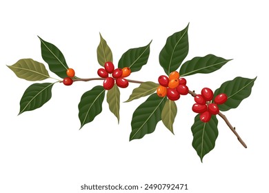 Vector illustration of a branch of a coffee tree with ripe coffee berries in the style of engraving in color. Branch of coffee with leaves and fruits for packaging