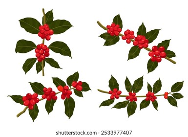Vector illustration of a branch of a coffee tree with ripe coffee berries in the style of engraving in color. Branch of coffee with leaves and fruits for packaging
