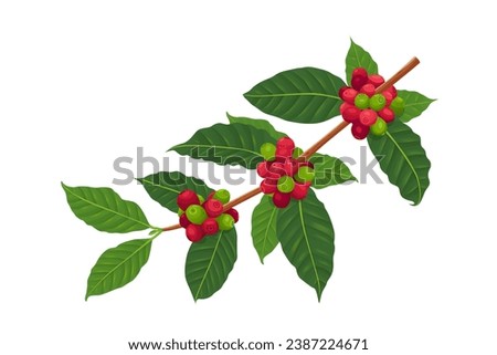Vector illustration of a branch of a coffee tree with ripe coffee berries in the style of engraving in color. Branch of coffee with leaves and fruits for packaging design, product menu, cafe.Vector