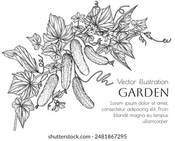 Vector illustration of a branch of cucumbers with leaves and flowers in engraving style