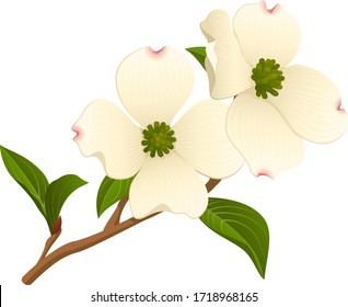 Vector illustration of a branch of a dogwood tree with two open flowers. svg