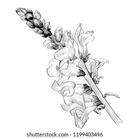Vector illustration. A branch with flowers and buds on a white background. Medicinal, perfume and cosmetic plants. Antirrhinum-garden flowers. Use printed materials, signs, posters, postcards.