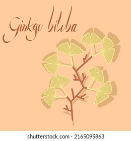 Vector illustration with branch of ginkgo biloba tree with yellow leaves in flat technique 