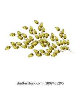 Vector illustration of a branch of hops