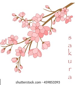 Vector illustration. Branch of Japanese cherry blossoms with beautiful flowers.Sakura