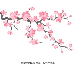 Vector illustration. Branch of Japanese cherry blossoms with beautiful flowers.Sakura. White background.