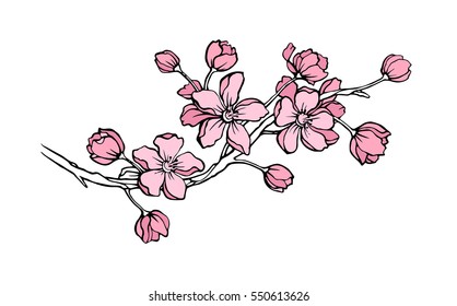 Vector illustration. Branch of Japanese cherry blossoms with beautiful flowers.Sakura. White background.