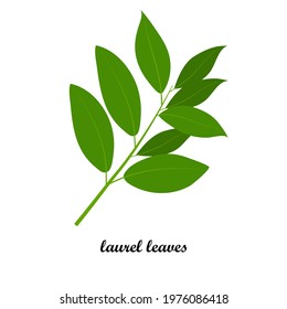 Vector illustration of a branch of laurel leaves with title text isolated on white background.