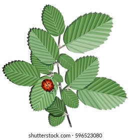 Vector Illustration. Branch with leaves.