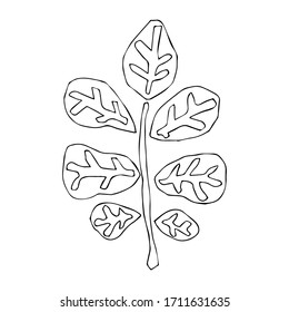 Vector illustration of a branch with leaves in doodle style. Hand drawn vector illustration in black ink on a white background. Coloring book for children and adults. Eps 8.