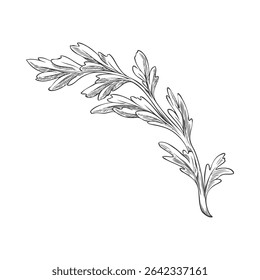 Vector illustration of branch with maca leaves, in black and white hand drawn sketch. Peruvian plant. Organic superfood. Natural ingredient for energy. Botany. Isolated background.