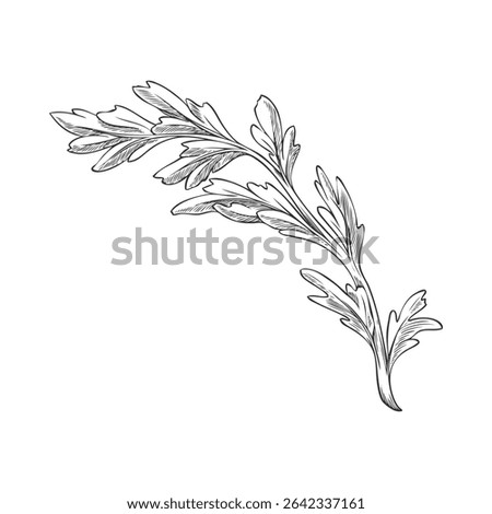 Vector illustration of branch with maca leaves, in black and white hand drawn sketch. Peruvian plant. Organic superfood. Natural ingredient for energy. Botany. Isolated background.