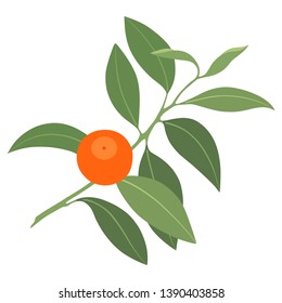 Vector illustration of branch of mandarin in color. Isolated on white background. Can be used for graphic design, textile design or web design.