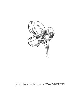 Vector illustration of branch with neroli flower buds in black and white hand drawn sketch. Orange tree flowers. Engraved icon for botanical design. Cosmetic and medical product. Floristry.