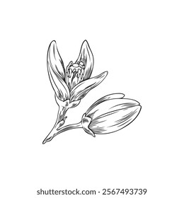 Vector illustration of branch with neroli flower buds in black and white hand drawn sketch. Orange tree flowers. Engraved icon for botanical design. Cosmetic and medical product. Floristry.