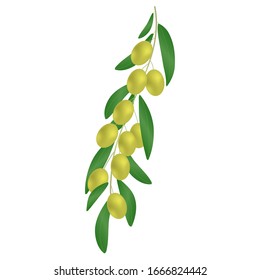 Vector illustration of a branch of olives with green leaves. White background. Design element for print and web.