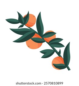 Vector illustration. Branch of oranges, orange tree, design element, white background.