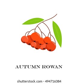 Vector illustration of branch with outline Rowan or Rowan-berry. 