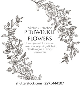 Vector illustration of a branch of periwinkle flowers in engraving style