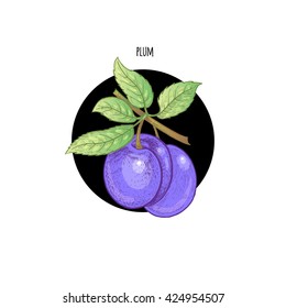 Vector illustration of a branch plum fruit in a black circle on a white background. Design of packaging, food products, cosmetics, shampoos, health supplements.