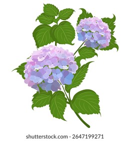 Ilustração vetorial de um ramo de flores de hortênsia roxas e azuis com folhas verdes sobre um fundo branco. Ideal para florais, jardim ou imagens decorativas de stock.