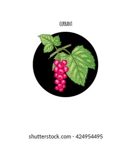 Vector illustration of branch red currant berries in a black circle on a white background. Design of packaging, food products, cosmetics, shampoos, health supplements.