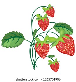 Vector illustration of a branch of red ripe strawberries with green leaves isolated on white background