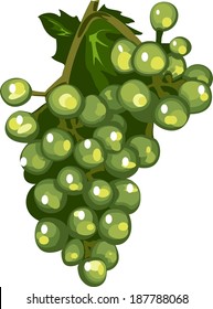Vector illustration - a branch of ripe berries of grapes. The harvest time 