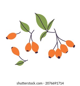 Vector illustration branch of rose hip with berries leaves. Fruits of dogrose plant. Botanical illustration