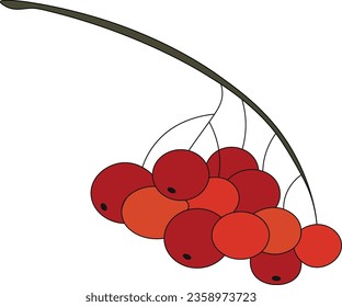 vector illustration branch of rowan berry