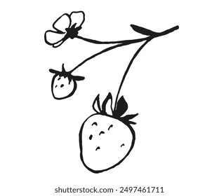 Vector Illustration of a branch with strawberries isolated on white background