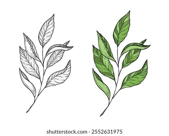 Vector illustration of a branch with tea leaves. Hand drawn linear graphics. Color and black and white variants. Illustration for design and packaging of tea, green, black and oolong tea.