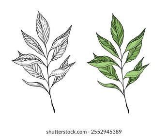 Ilustração vetorial de um ramo com folhas de chá. Gráficos lineares desenhados à mão. Variantes em preto e branco e coloridas. Ilustração para design e embalagem de chá, chá verde, preto e oolong.