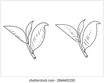 Vektorgrafik eines Zweiges eines Teebaums. Bild auf weißem Hintergrund.Stil' Gravur.
