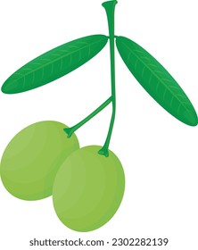 Vector illustration of branch with two olives. Olive fruit. Vegetable oil production.