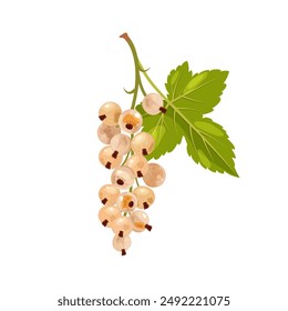 Vector illustration of a branch of white currant on a white isolated background. Template for postcard, poster, web design.