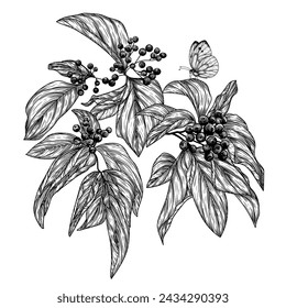 Vector illustration of a branch of wild berries Cornus sanguinea in engraving style