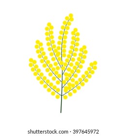 Rama de Ilustración vectorial de mimosa amarilla. Aislado en blanco
