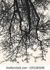 Vector illustration of branches silhouettes of deciduous tree in winter