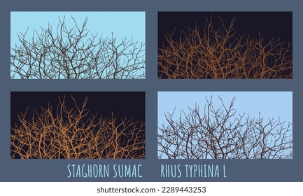 Vector illustration of branches of stalk sumac Rhus typhina L in early spring against the sky.
