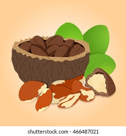 Vector illustration Brazil nut. A handful of shelled Brazil nuts in shell and shelled, leaves. Tasty Image on beige background nuts for printing on packaging, advertising of healthy foods