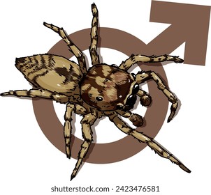 Vector illustration of a brazilian classified species of jumping spider Guriurius Minuano. this is a representation of the female of the species with a female symbol behind her. 